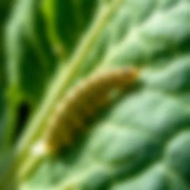 Cabbage Worm on Leaf Close-up of cabbage worm on a leaf