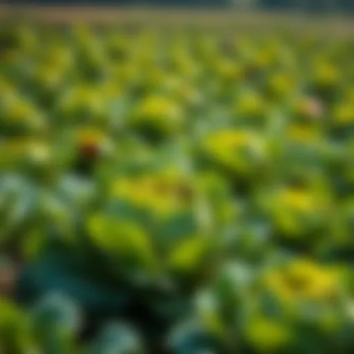 Vibrant cabbage field affected by cabbage worms