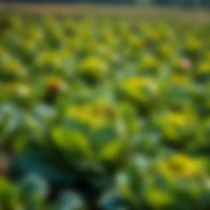 Cabbage Field with Pest Infestation Vibrant cabbage field affected by cabbage worms