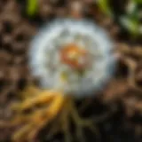 Close-up of dandelion roots in soil