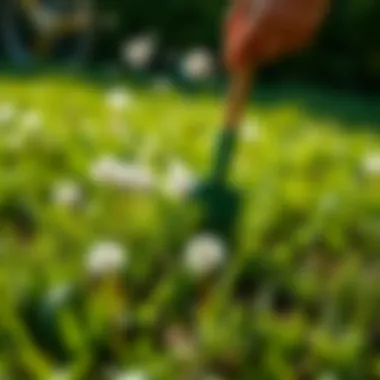 Lawn being treated for dandelions with eco-friendly method