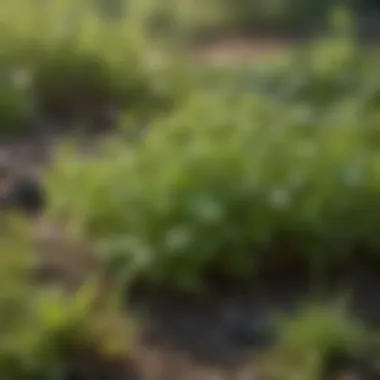 Close-up view of chickweed plants in a lawn