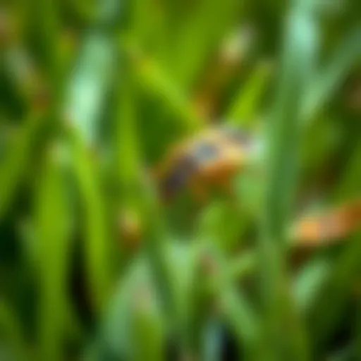 Close-up view of chinch bugs on grass blades