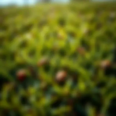 Healthy lawn contrasting with damaged patches