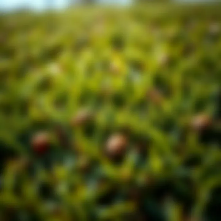 Healthy lawn contrasting with damaged patches