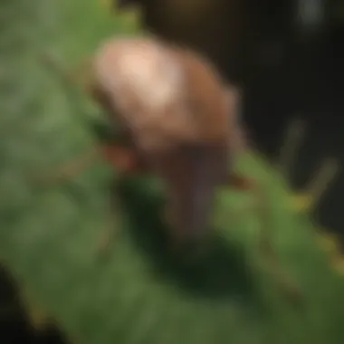 A close-up view of a stink bug on a leaf