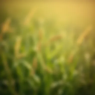 Chemical Control Methods Visual representation of chemical control methods for tall fescue