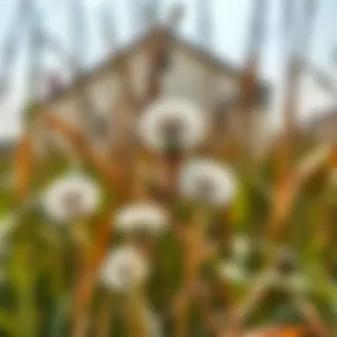 Eco-friendly tools and products for weed management