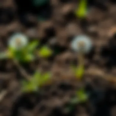 Close-up of soil revealing underlying issues contributing to weed growth