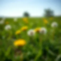 Vibrant dandelion weeds contrasting against a manicured lawn