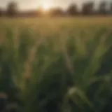 Lush oat field showcasing healthy growth amidst weed presence