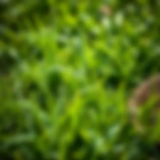 Close-up of crabgrass in a lawn