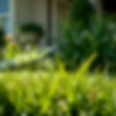 Eco-Friendly Lawn Care Techniques Eco-friendly lawn care practices