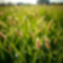 Exploration of Zoysia Grass in Georgia: Cultivation, Benefits, and Maintenance Introduction