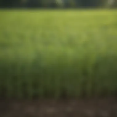 Alfalfa plants thriving in a well-maintained field