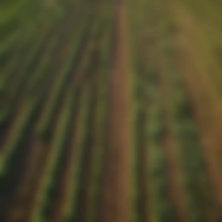 Aerial view of diverse farmland showcasing various crops