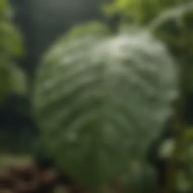 Close-up of vinegar droplets on a leaf