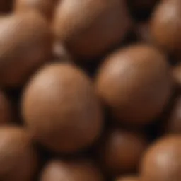 Close-up of Bio Bizz Coco Mix texture showcasing its fibrous structure