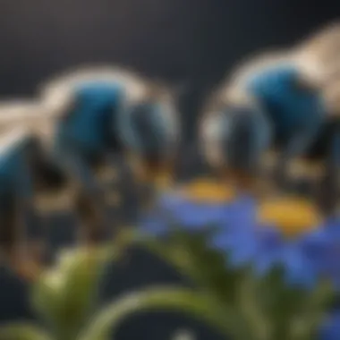 Pollination: Blue Bees in Action Close-up of blue bee collecting pollen.