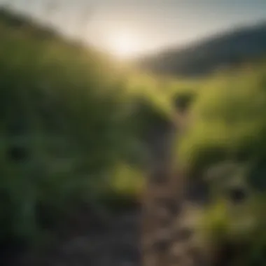 Natural Habitat of Dark Green Clumping Grass Landscape view highlighting dark green grass in its natural habitat