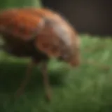 Close-up of Brown Marmorated Stink Bug on a leaf