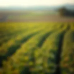 A vibrant agricultural landscape showcasing diverse crops.