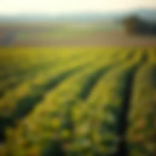 A vibrant agricultural landscape showcasing diverse crops.