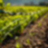Exploring Innovative Drip Irrigation Systems Introduction