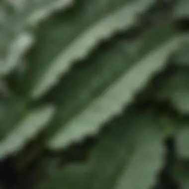 Close-up view of the lambsquarters plant leaves showcasing their unique texture