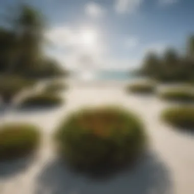 Illustration of unique flora and fauna found in Meemu Atoll