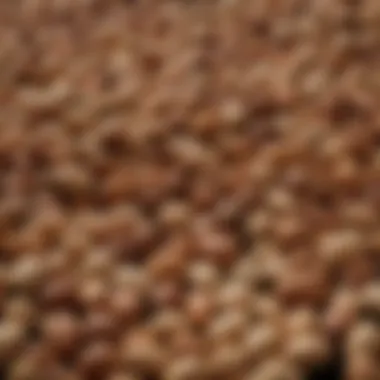 Importance of Nuts and Seeds in Nutrition A close-up of nutrient-rich seeds and nuts emphasizing their importance in a balanced diet.