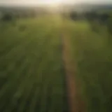 Aerial view of lush green farmland under a bright sky