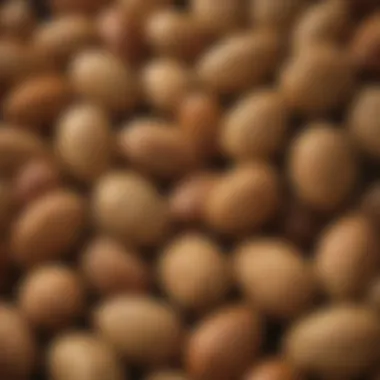 Close-up of Semilla San Agustin seeds highlighting their unique characteristics.