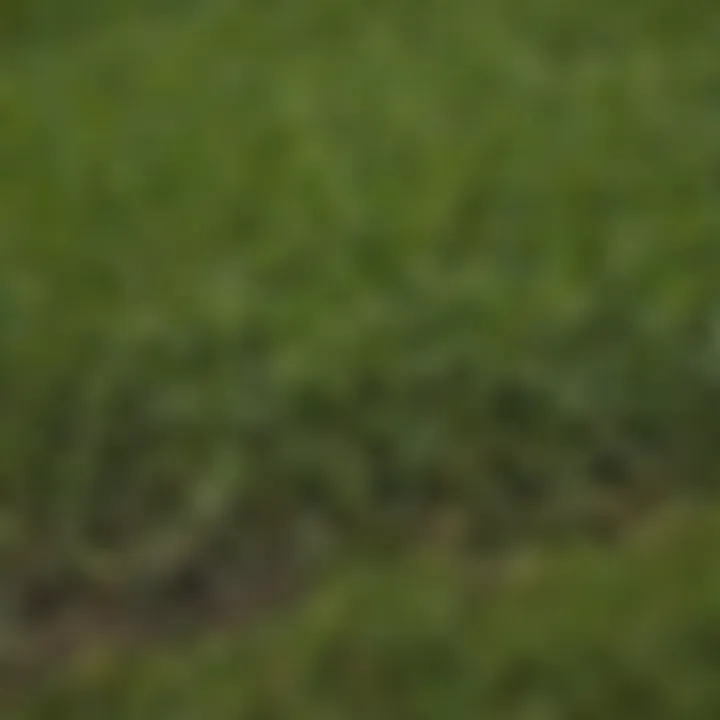 Close-up of St. Augustine grass sod texture