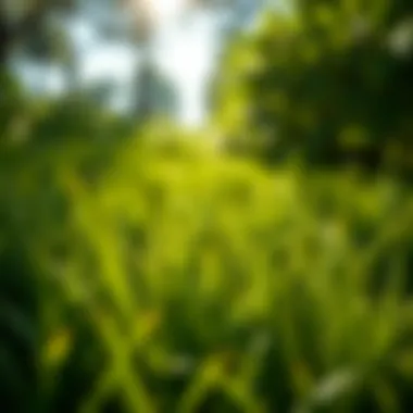 Notable Exploring St. Augustine Grass Varieties Suitable for Shaded Areas Notable Exploring St. Augustine Grass Varieties Suitable for Shaded Areas