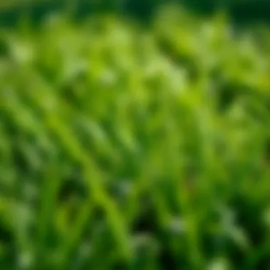 Exploring St. Augustine Grass Varieties Suitable for Shaded Areas Summary Exploring St. Augustine Grass Varieties Suitable for Shaded Areas Summary