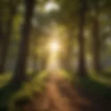 Sunlight filtering through trees, representing the natural source of vitamin D