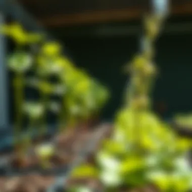 Healthy plants thriving with liquid nutrients