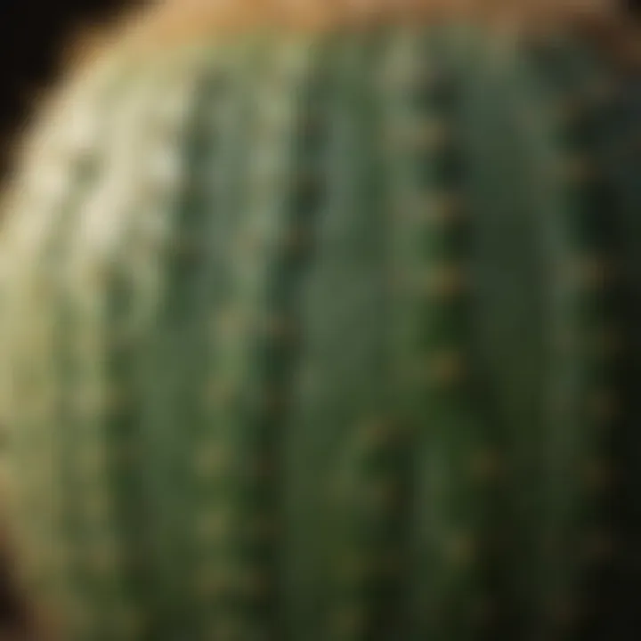 Close-up shot of fresh cactus pads highlighting their nutrient-rich surface.