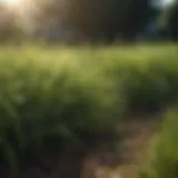 Lush green lawn showcasing different grass types