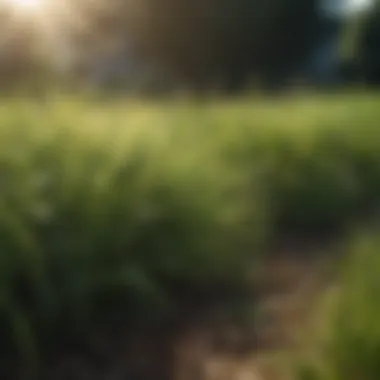 Lush green lawn showcasing different grass types