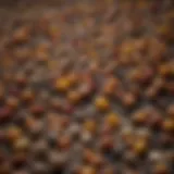 Variety of seeds used for oil extraction