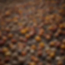Variety of seeds used for oil extraction
