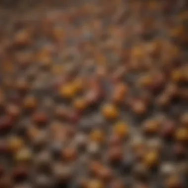 Diverse Seeds for Oil Production Variety of seeds used for oil extraction