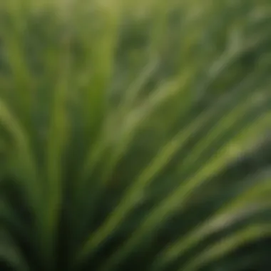 Close-up of fescue grass blades showcasing texture