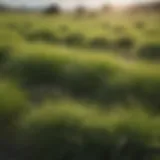 A lush field of fescue grass showcasing its vibrant green color and dense growth.