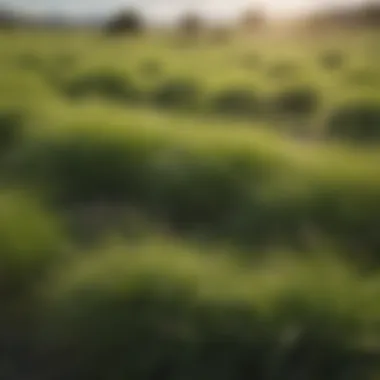 A lush field of fescue grass showcasing its vibrant green color and dense growth.