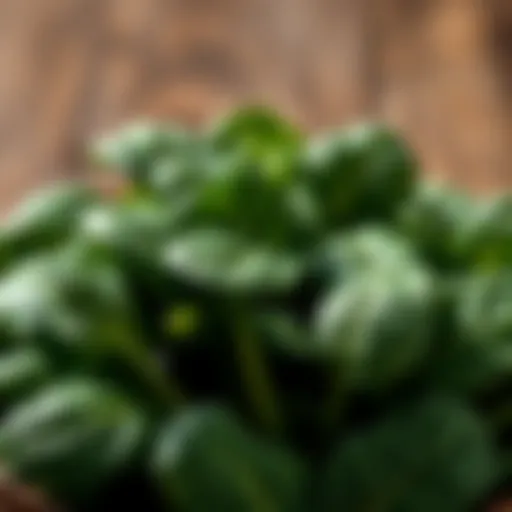 Nutritional Power of Spinach Fresh spinach leaves rich in potassium