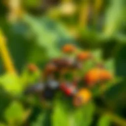 Diverse garden pests on foliage