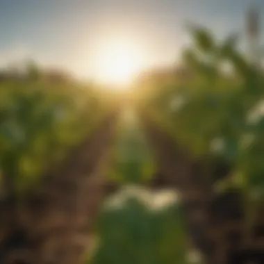 Thriving Crops in the Sun A close-up of crops thriving under the sun